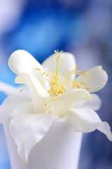Fototapeta na wymiar white lilac flowers closeup on blue background