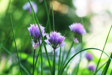 Fototapeta premium Blühender Schnittlauch - Allium schoenoprasum, essbare Blüten des Schnittlauches, Anbau auf dem Balkon, Bienenweide, Fütter für Insekten und Bienen