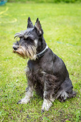 Miniature schnauzer sits on the green grass. Dog outdoor portrait.