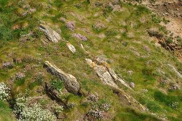 Grass and flowers growing on a cliff