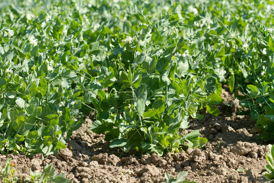 Bio peas field detail 