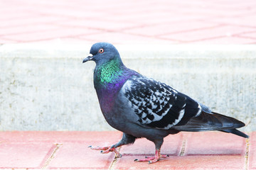Pigeon walking on a street tile