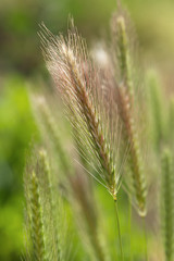 Natural grass seeds heads 