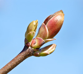 Fototapeta premium Spring Bud