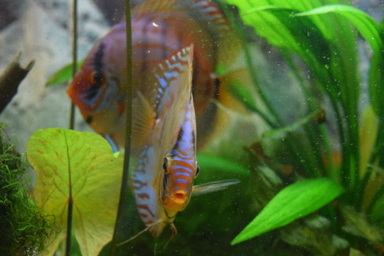 Diskusfisch