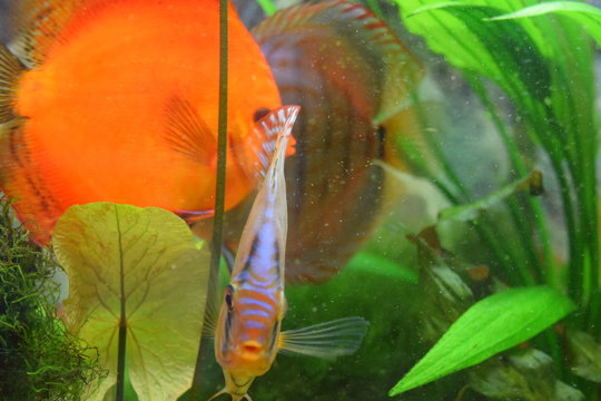 Diskusfisch