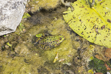 Common frog, Rana temporaria, sititng in a slimy pond at Domaine de Villarceaux, near Chaussy, Ile-de-France, northern France