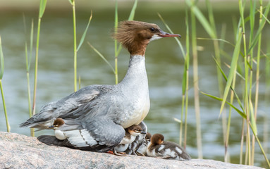 Goosander