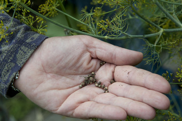 seeds from anual plants in garden