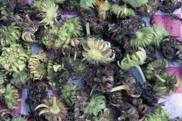 Calendula seed buds on garden table