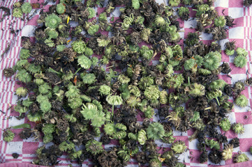 Calendula seed buds on table in garden