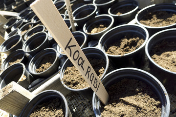 plastic containers for planting with cabbage tag