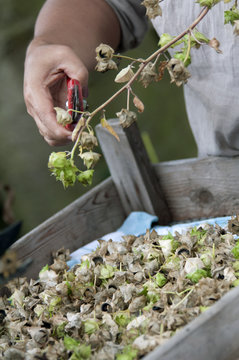 garden scissors cutting seeds to sow in garden