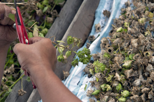garden scissors cutting seeds to sow
