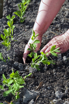 planting seedling in garden