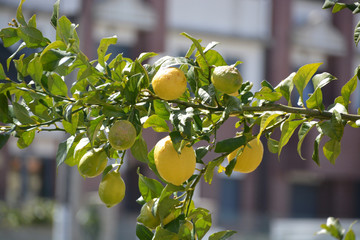limones en un limonero