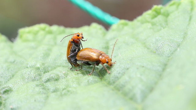 Aulacophora femoralis copulating