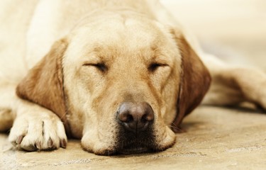 Schlafender Labrador