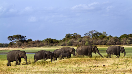 Fototapeta na wymiar Asian elephant in Minneriya, Sri Lanka