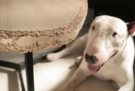 Chewed wooden table and Bull terrier dog