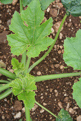pianta di zucchine nell'orto