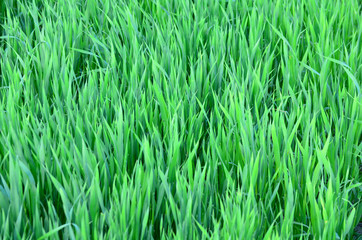 Fototapeta na wymiar Green grain in the field