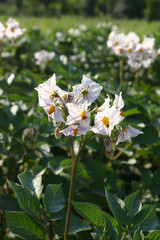  piante di patata in fiore