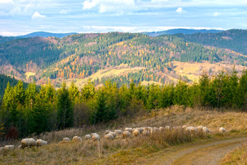 Autumn Landscape with Sheep