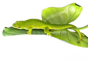 Phelsuma madagascariensis - gecko isolated on white
