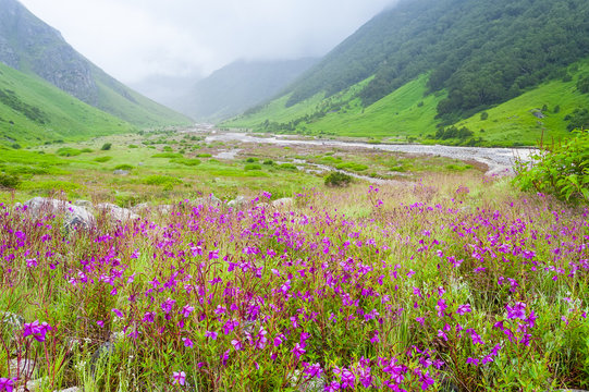 valley of flowers , india