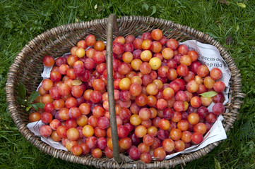 fresh prunes in basket