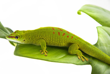 Phelsuma madagascariensis - gecko isolated on white