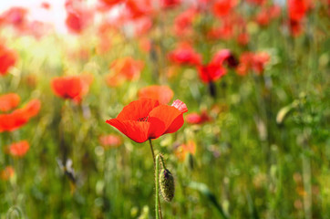 Naklejka premium Poppy field on a summer day