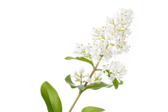 Bl&uuml;hender Liguster (Ligustrum)