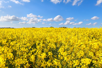 oilseed flower field over blue sky