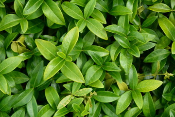 Fototapeta na wymiar Hintergrund aus Pflanzen