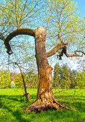Rotten Tree in Park