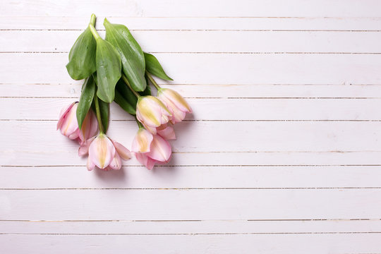Background with fresh pink  tulip flowers