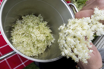 Fresh Elderflower in garden