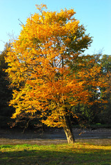Naklejka premium Isolated Tree Covered with Yellow Leaves