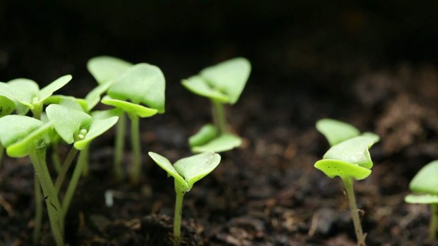 Young basil plants closeup - Steadicam HD 1080 video