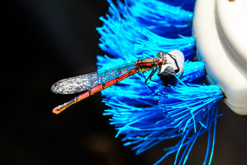 Red dragonfly eating a bug