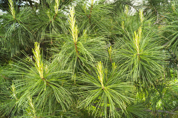Spring cedar, pine