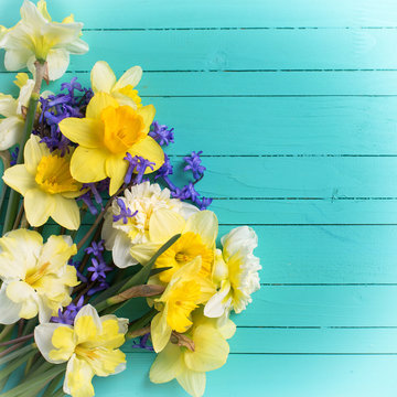 Background with bright colorful yellow and blue spring flowers on green  painted wooden planks. Selective focus. Place for text. Square image.