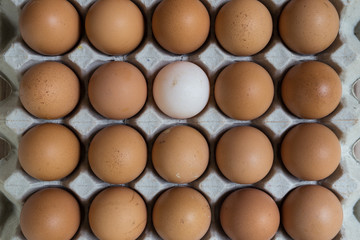 Leadership Concept : White egg is outstanding from the group of