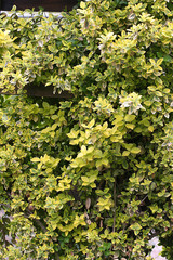 Zielone liście - zielony, żółty bluszcz