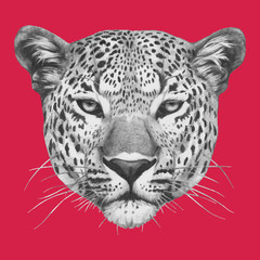 Fototapeta na wymiar Hand drawn portrait of Leopard. Vector.