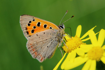 Obraz na płótnie Canvas Butterfly - Small Copper (Lycaena phlaeas) on the meadow