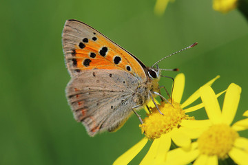 Naklejka na ściany i meble Butterfly - Small Copper (Lycaena phlaeas) on the meadow