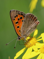 Obraz na płótnie Canvas Butterfly - Small Copper (Lycaena phlaeas) on the meadow